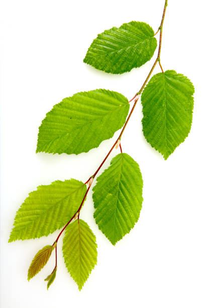 緑のブナは、白い背景に隔離された枝に葉。 - leaf beech leaf green branch ストックフォトと画像