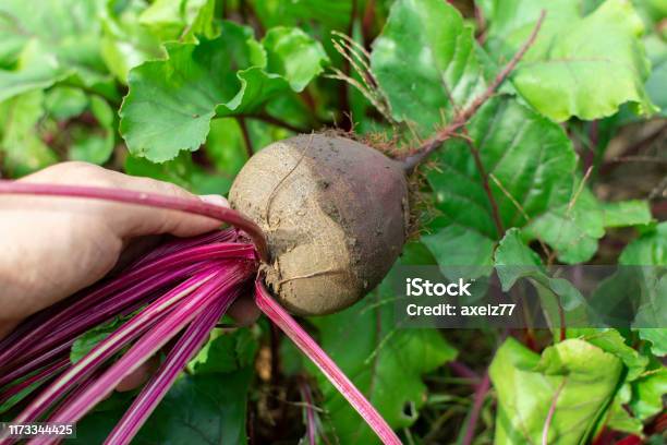 Pick Up Red Beets Grown Manually In The Garden Stock Photo - Download Image Now - Agriculture, Autumn, Beet