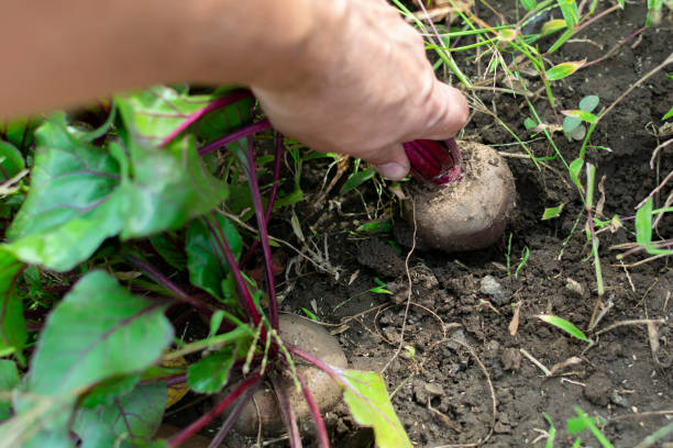 istock pick up red beets grown manually in the garden 1173344470