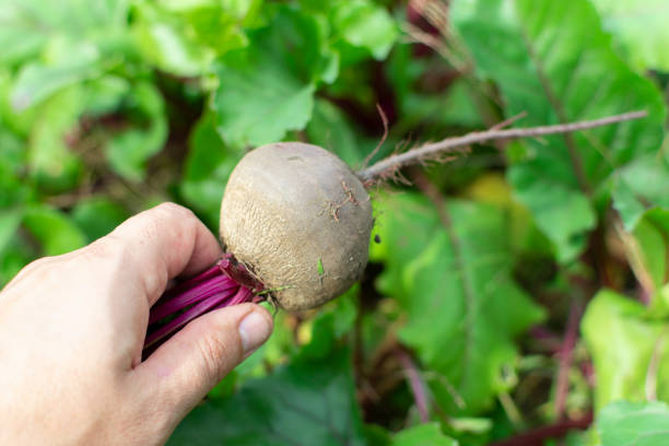 istock pick up red beets grown manually in the garden 1173344544