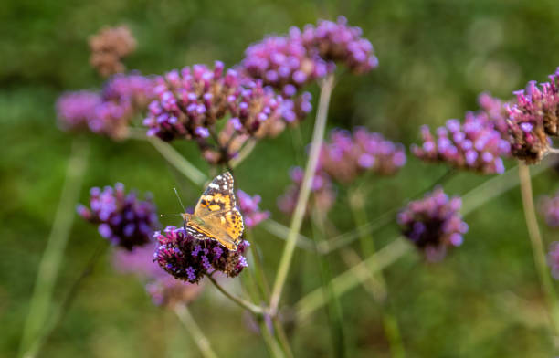 istock Painted Lady Butterfly on a flower 1173344670