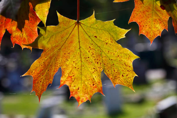One of the characteristics of Norway maple (Acer platanoides) is its thin leaves, penetrated here by early morning sunlight in autumn against a dark background. Autumn is just beginning and colourful necrosis is setting in.
