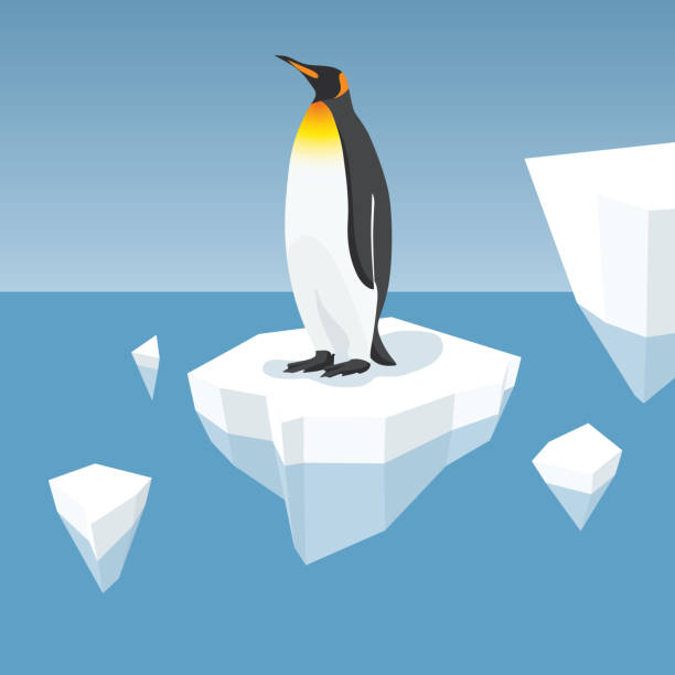 ilustrações, clipart, desenhos animados e ícones de iceberg de derretimento e rei pinguim - pinguim de schlegel