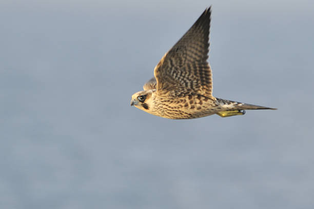 istock Flying Peregrine Falcon 117334613