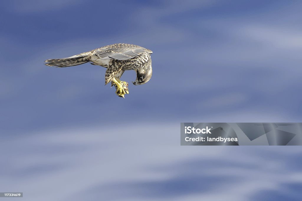 Falcon Flying with Prey A Peregrine Falcon takes an in flight look at small bird in it's talons. (Wild bird not baited).

A Peregrine Falcon in flight. (Wild bird not baited).
More Falcons:
[url=file_closeup.php?id=7514232][img]file_thumbview_approve.php?size=1&id=7514232[/img][/url] [url=file_closeup.php?id=7513621][img]file_thumbview_approve.php?size=1&id=7513621[/img][/url] [url=file_closeup.php?id=7513401][img]file_thumbview_approve.php?size=1&id=7513401[/img][/url] [url=file_closeup.php?id=7513352][img]file_thumbview_approve.php?size=1&id=7513352[/img][/url] [url=file_closeup.php?id=25706469][img]file_thumbview_approve.php?size=1&id=25706469[/img][/url] Peregrine Falcon Stock Photo