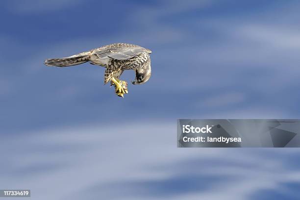 Falcon Flying With Prey Stock Photo - Download Image Now - Peregrine Falcon, Animals Hunting, Falcon - Bird