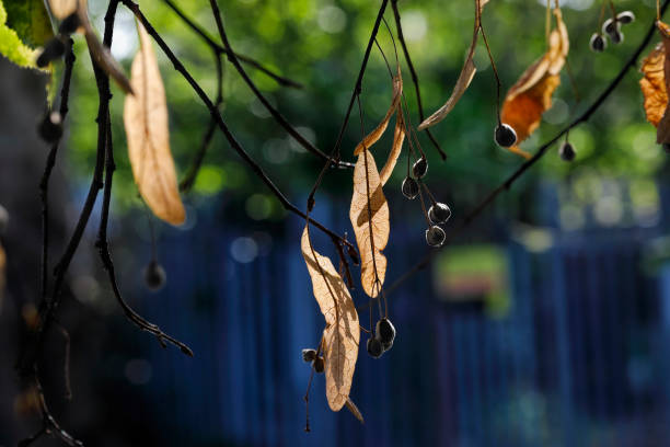 By autumn time, the winged seeds of a European large leafed lime tree (Tilia platyphyllos) turn brown, dry and brittle. Here, you can see the seeds hanging below the bracts that act as wings, with delicate backlighting from an early morning sun.