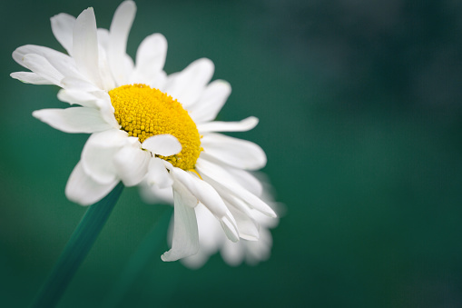 Daisy close up isolated on green background