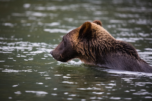 grizzly bear swim in river, wildlife in nature