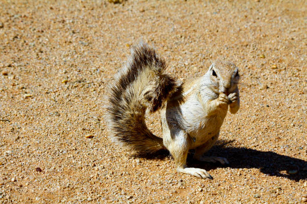 istock Cape ground squirrel (Xerus inauris) at burrow entrance 1173349165