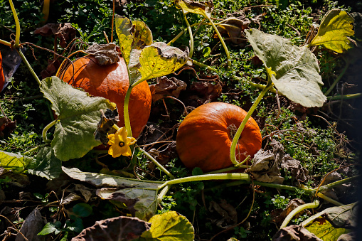 Large, round, orange pumpkins (Cucurbita pepo) are famously associated with the celebration of Halloween, All Hallows Evening. Here they are shown growing in an English allotment garden.