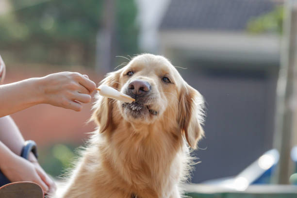 istock The Dog dog 1173350377