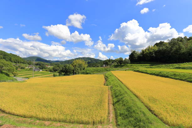 istock Rice terraces in Okayama,Japan 1173350380