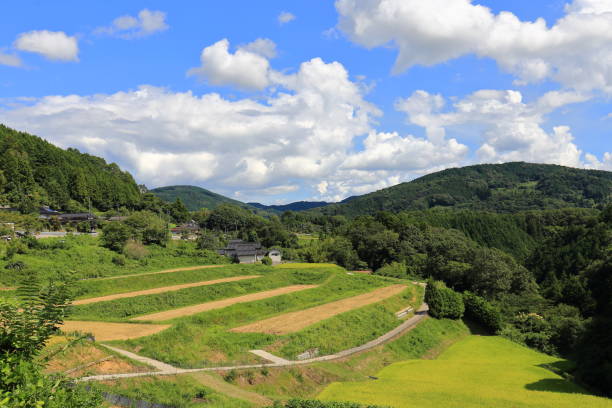 istock Rice terraces in Okayama,Japan 1173350381