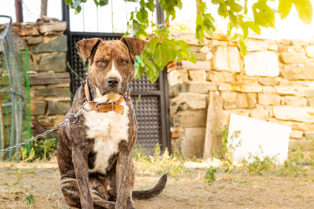 istock Pitbull boxer mix enjoying sunny day in the garden 1173350397