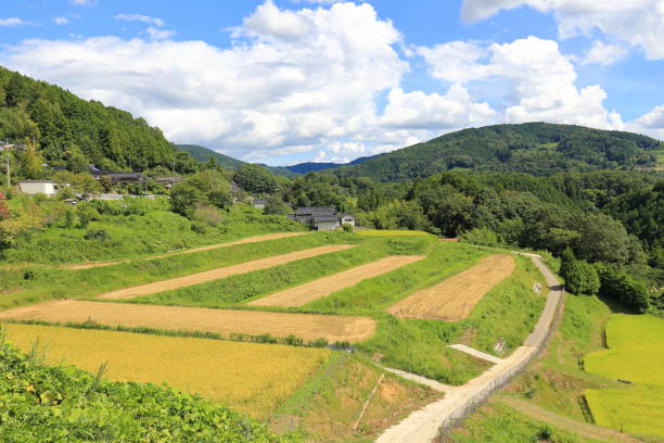 istock Rice terraces in Okayama,Japan 1173350405