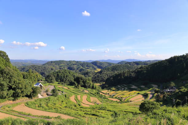 istock Rice terraces in Okayama,Japan 1173350516