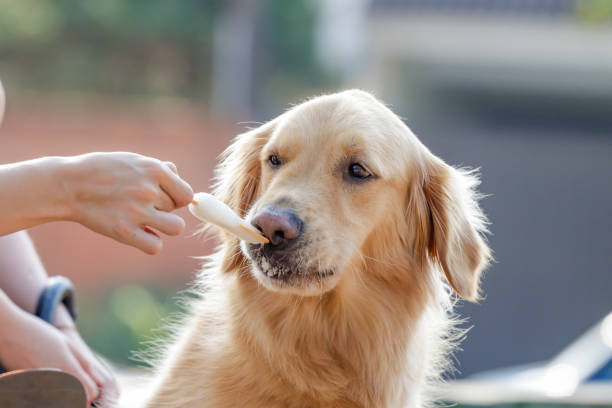 istock The Dog dog 1173350588