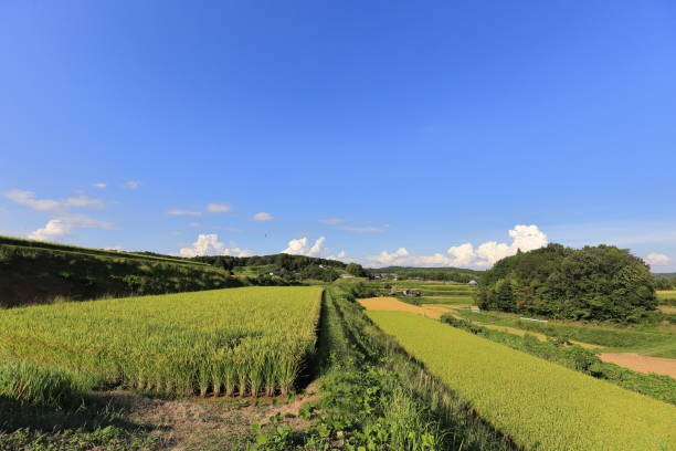 istock Rice terraces in Okayama,Japan 1173350618
