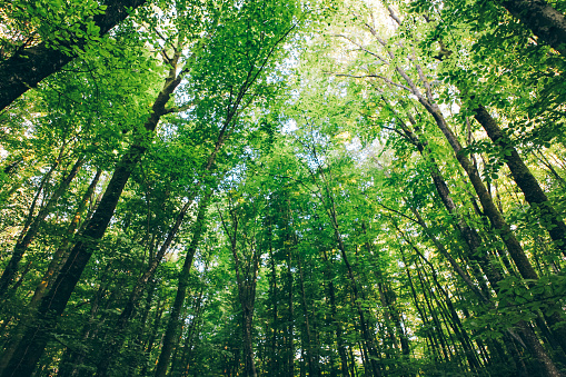 a great view up into the trees direction sky, sunstars, fresh green and blue sky, treetops, sustainability