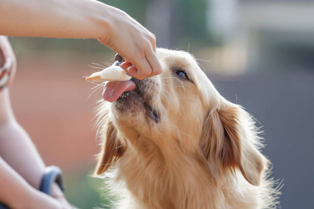 istock The Dog dog 1173351443