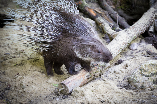 Spiky Indian Crested Porcupine ((Hystrix indica) standing on Sandy Ground.