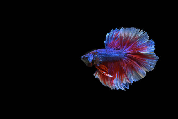 istock Beautiful fish in Thailand 1173351604