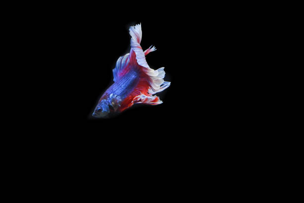 istock Beautiful fish in Thailand 1173351624