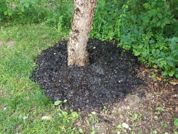 istock brown flaky bark peeling from tree trunk and brown mulch 1173351793