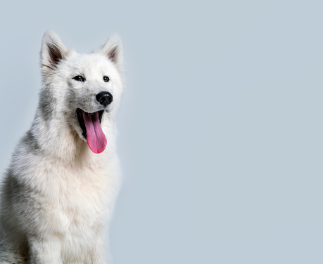Samoyed is looking away while sticking out tongue. Purebred dog is white in color. It is relaxing against gray background.