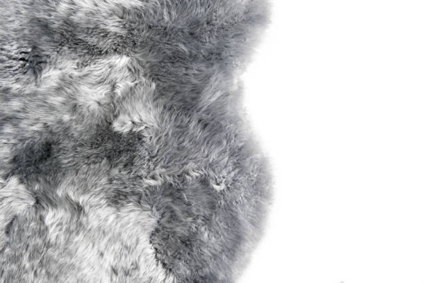 istock Grey sheepskin background Sheep fur texture 1173351927