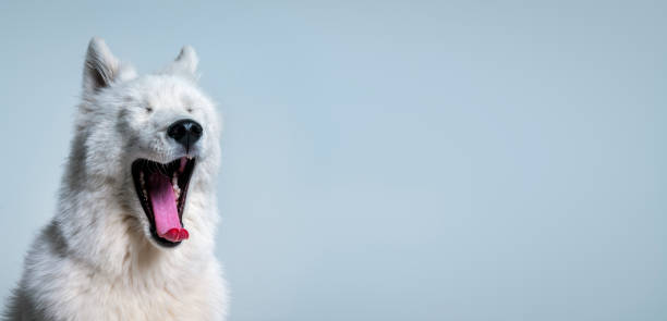 Samoyed yawning over blue background Close-up of Samoyed yawning. Purebred dog with mouth wide open. Animal is white in color against blue background. Dog yawning. animal mouth stock pictures, royalty-free photos & images