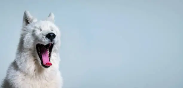 Close-up of Samoyed yawning. Purebred dog with mouth wide open. Animal is white in color against blue background. Dog yawning.