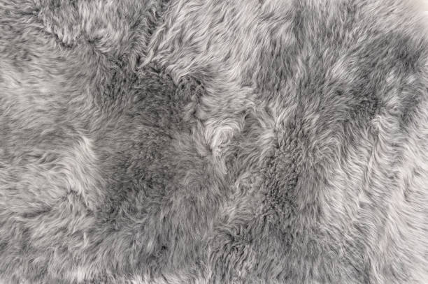istock Sheep fur Natural grey sheepskin rug background texture 1173351936
