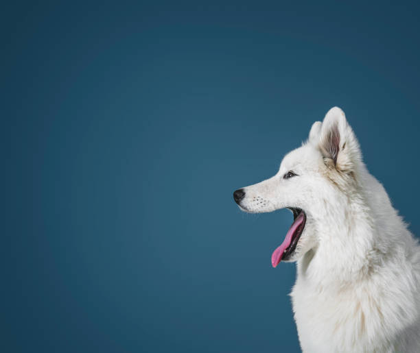 Side view of white dog with mouth open. Close-up of Samoyed sticking out tongue. White canine is against blue background.