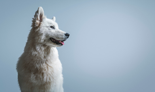 Close-up of Samoyed looking away. Purebred dog is resting against blue background. Canine is white in color.