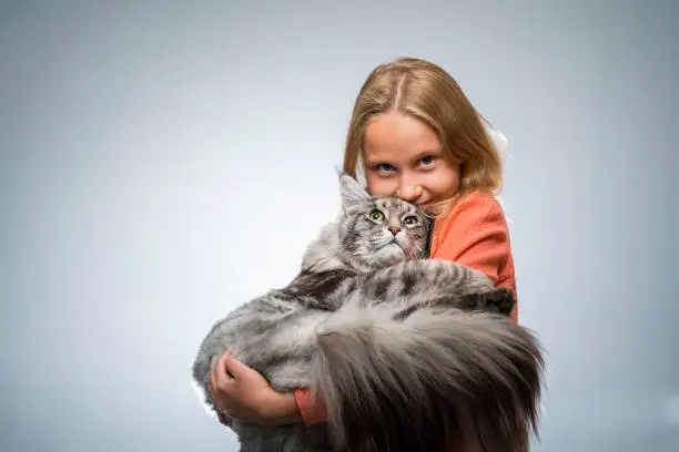 Girl carrying Maine Coon cat. Portrait of female with purebred cat. They are against gray background. Young female with pet.