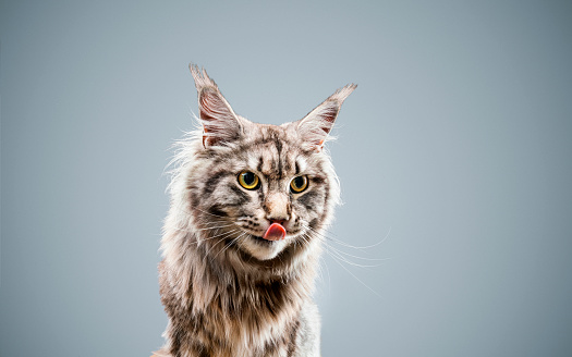 Close-up of Maine Coon sticking out tongue. Purebred cat is looking away. It is against gray background.