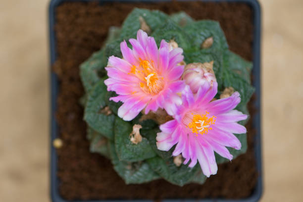 istock Pink flower of Ariocarpus cactus 1173352956