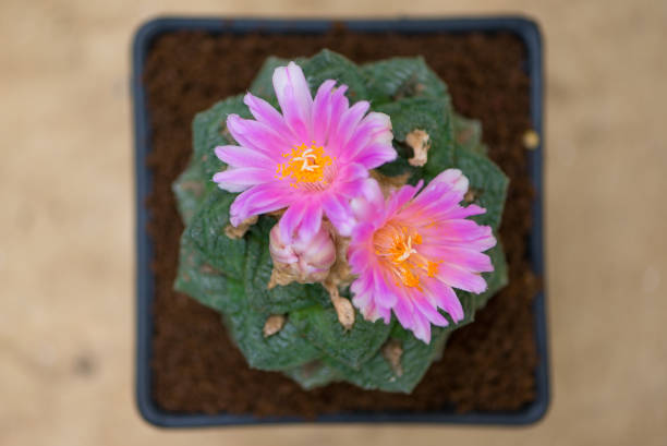 istock Pink flower of Ariocarpus cactus 1173352994
