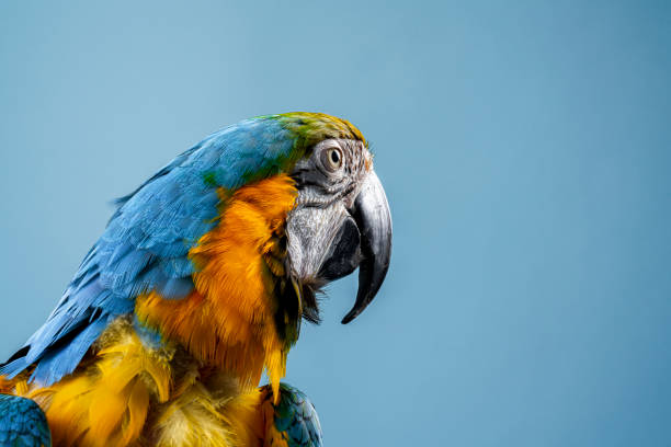 istock Gold and Blue Macaw against colored background 1173353292