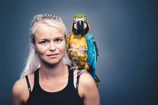 Portrait of mid adult woman with Gold and Blue Macaw on shoulder. Injured multicolored bird with female. She is against gray background.