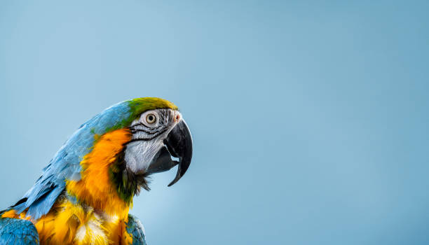Close-up of Gold and Blue Macaw in studio Gold and Blue Macaw looking away. Close-up of multi colored bird. It is against blue background. exotic pets photos stock pictures, royalty-free photos & images