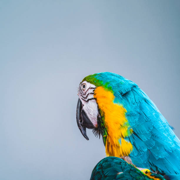istock Gold and Blue Macaw against gray background 1173353447
