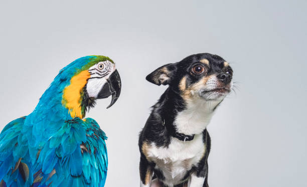 Once in a lifetime picture of a dog with a human expression. Socializing Adult Dogs and the Importance of Maintaining Socialization
