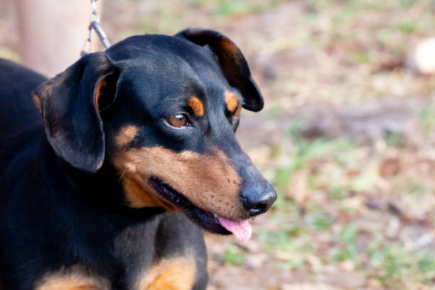 istock The Dog dog 1173354467