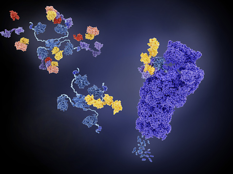 MDM2 (violet, left side) and MDMX (red) tag p53 with ubiquitin (yellow) leading to its degradation into small peptides by a proteasome (violett). p53 prevents cancer formation and acts as a guardian of the genome. Mutations in the p53 gene contribute to about half of the cases of human cancer.