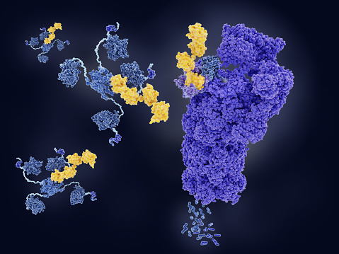 p53 (blue) tagged with ubiquitin (yellow) is degraded into small peptides by a proteasome (violett). p53 prevents cancer formation and acts as a guardian of the genome. Mutations in the p53 gene contribute to about half of the cases of human cancer.