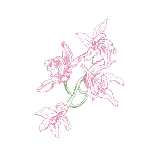 illustrazioni stock, clip art, cartoni animati e icone di tendenza di bella illustrazione floreale vettoriale. ramo di orchidea verde con fiori rosa nell'inchiostro, disegnato a mano - ginger tropical flower flower plant