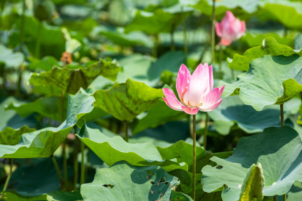 istock pink Lotus flower 1173356079